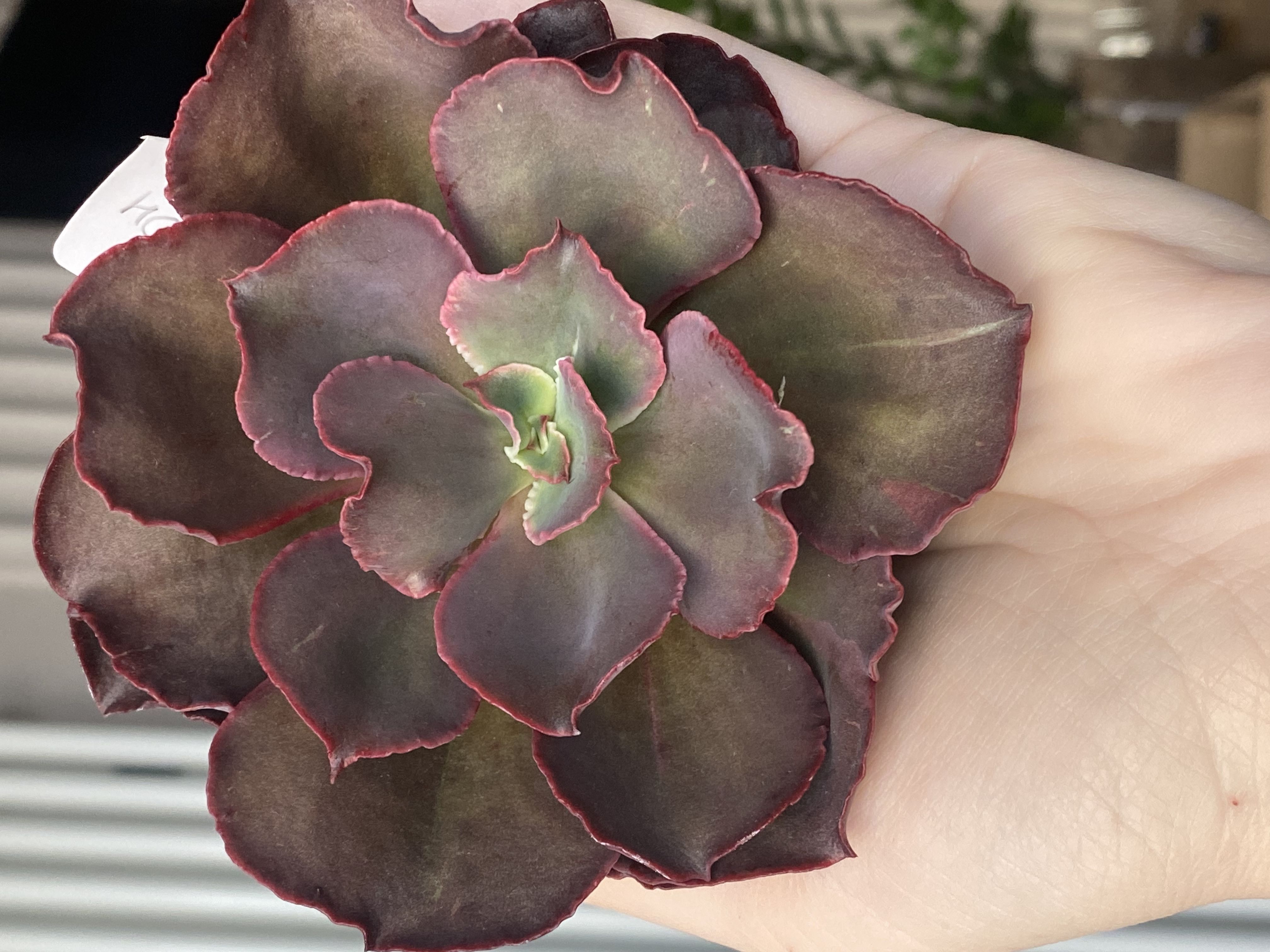 Echeveria Кан Кан