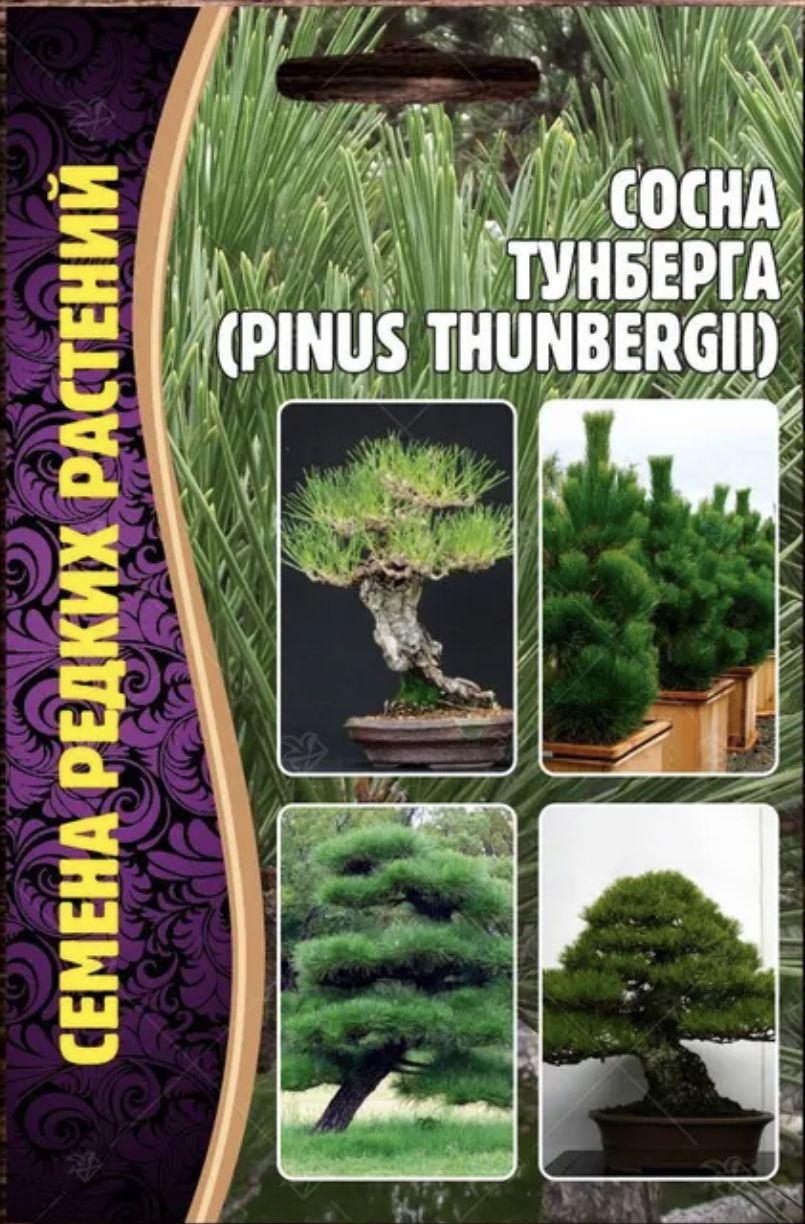 Купить Семена Японской Сосны