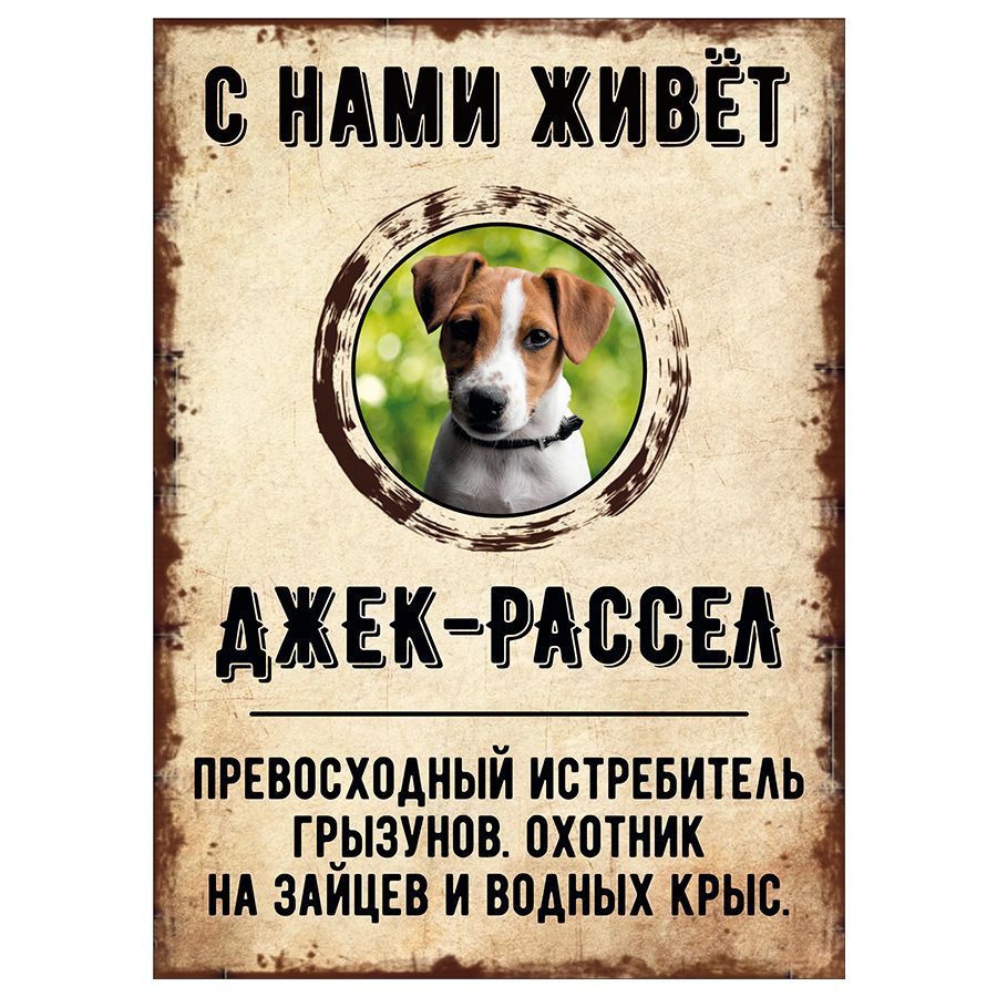 Табличка, декоративная, DANGER DOG, С нами живет Джек-рассел, 18см х 25см,  25 см, 18 см - купить в интернет-магазине OZON по выгодной цене (851321897)