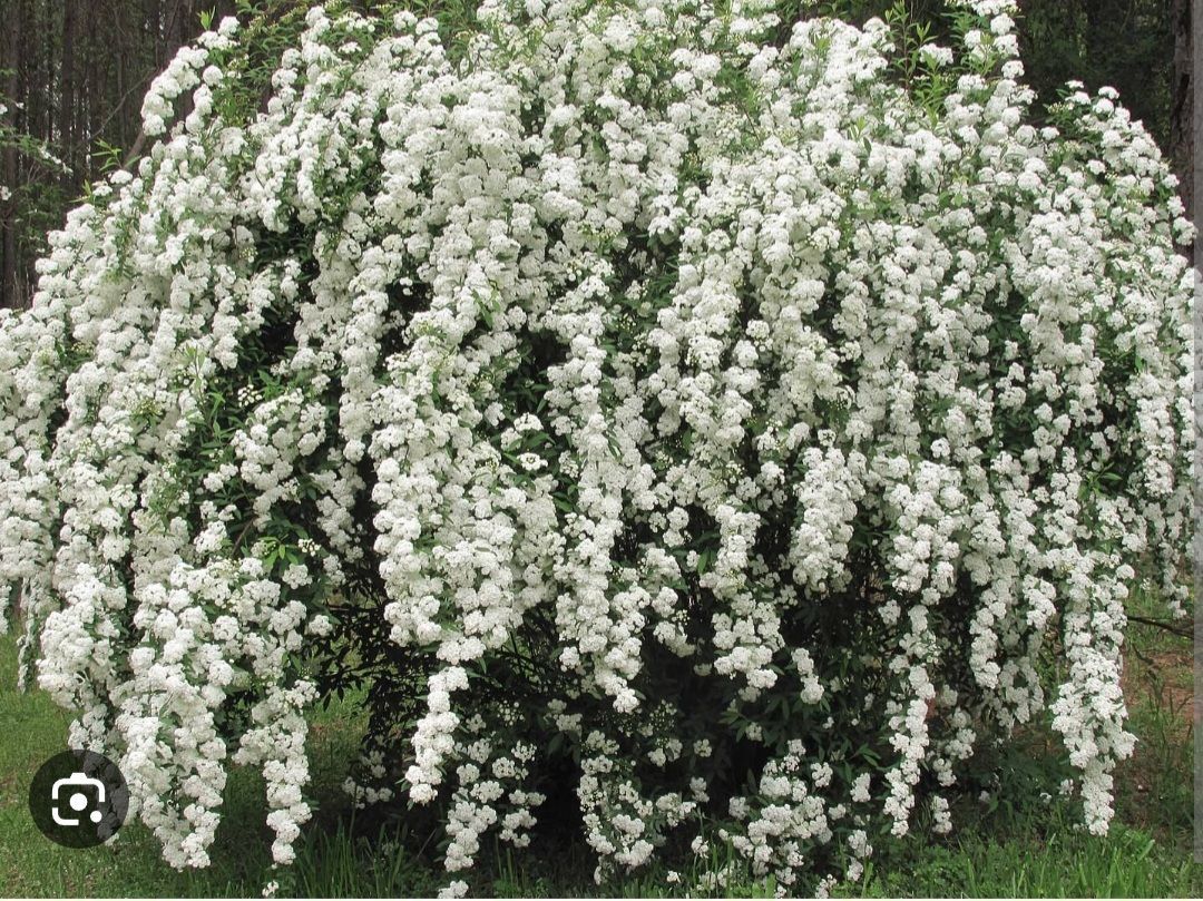 Спиреи Спирея японская " White Gold" - купить по выгодным ценам в интернет-магаз