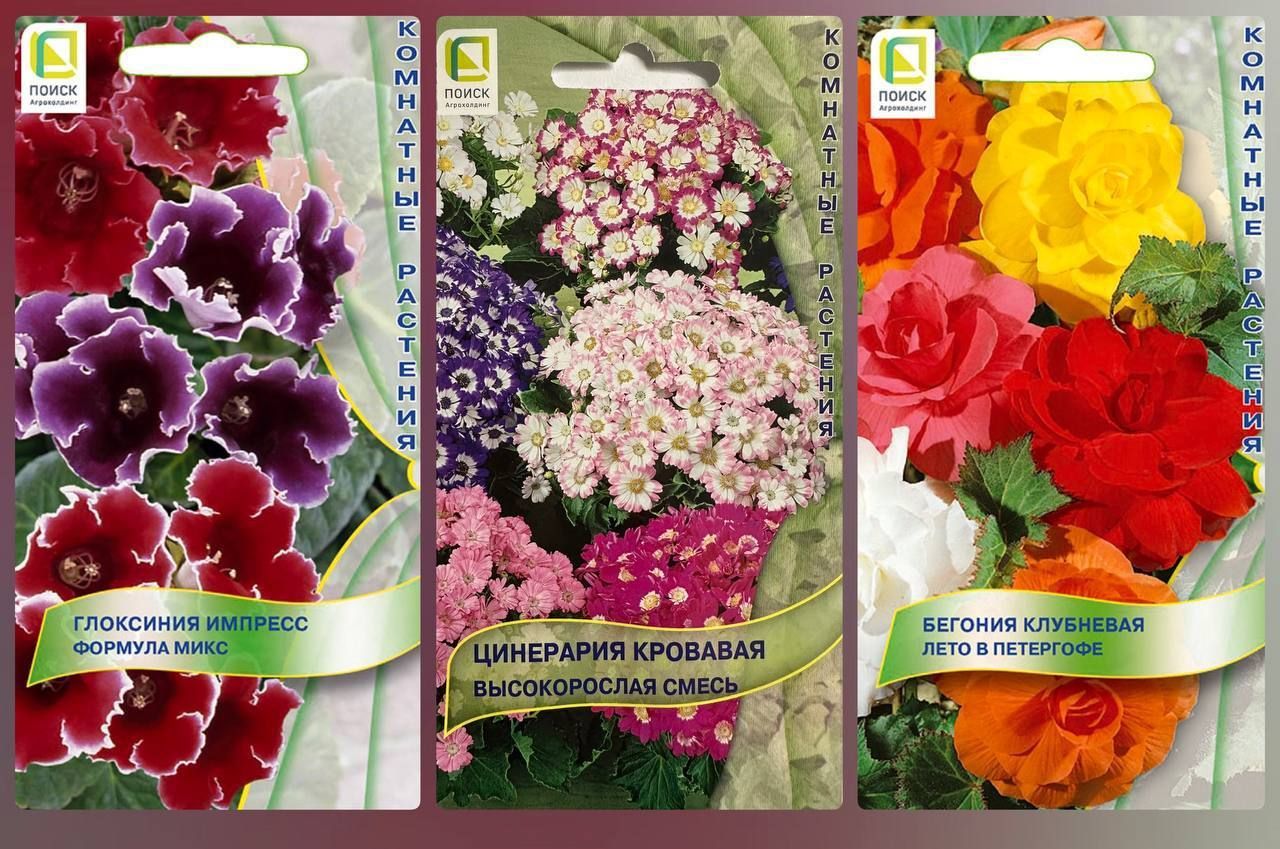 Цинерария Гибридная Купить Семена