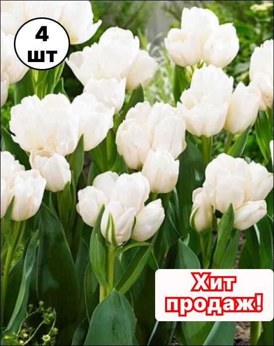 Купить Луковицы Тюльпанов В Интернет Магазине Почтой
