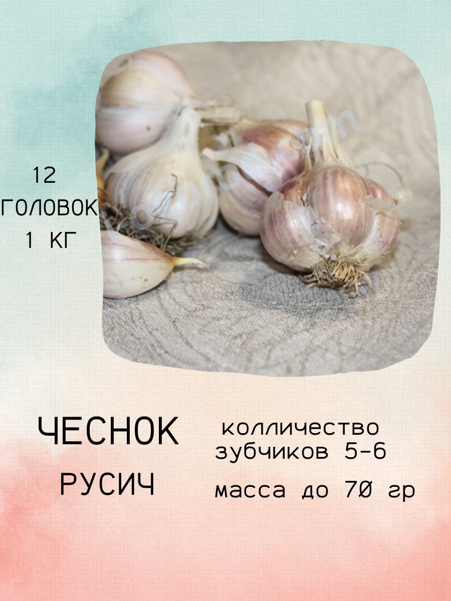 Когда сажать озимый чеснок в башкирии. Когда сажать озимый чеснок в башкирии