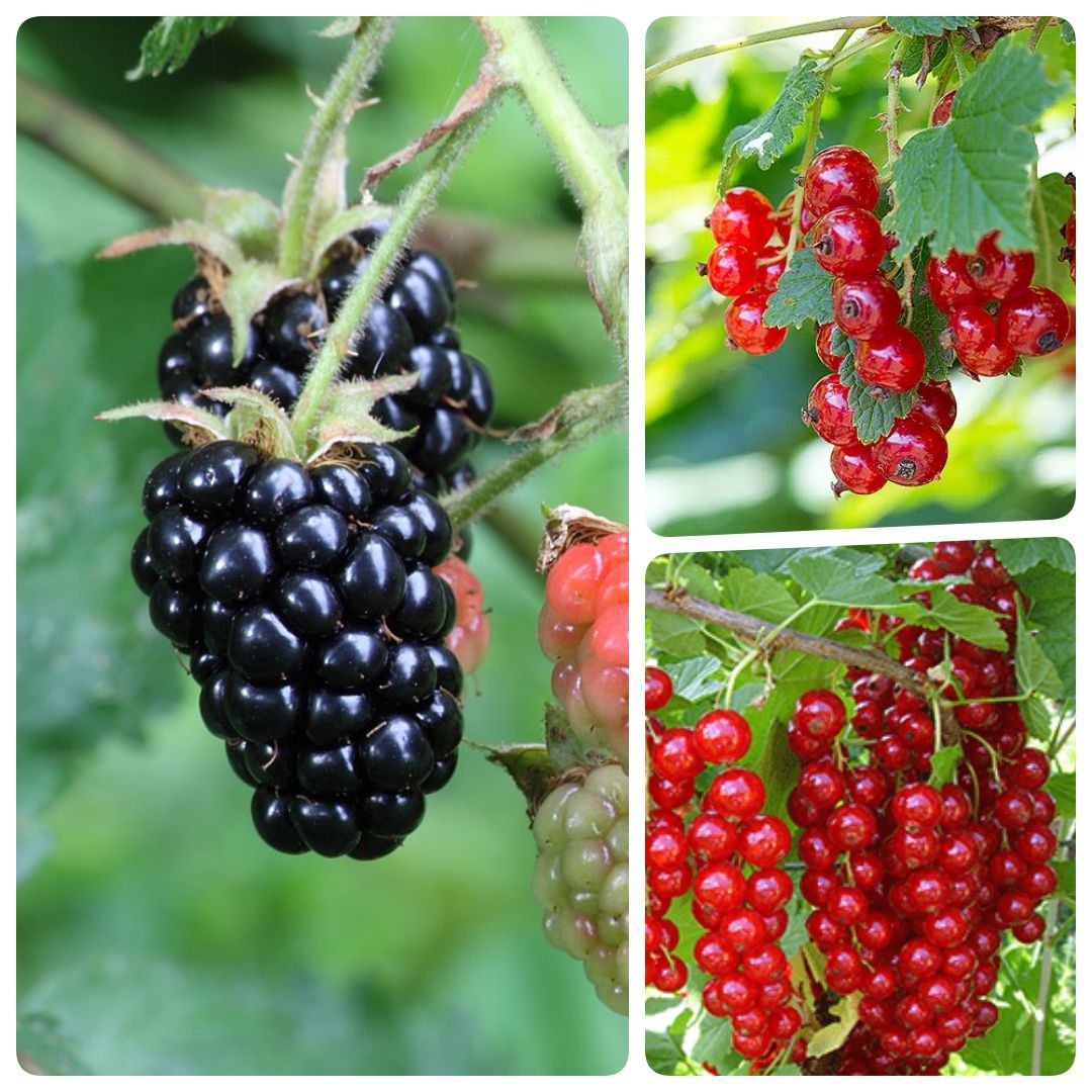 смородина ежевика. смородина ежевика. малина ежевика крыжовник. ежемалина чернаежевика. ягоды смородины малины вишни.