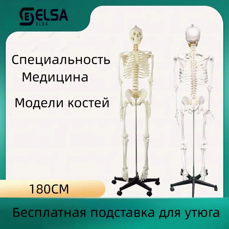 Скелет Человека Купить В Полный Рост Москва