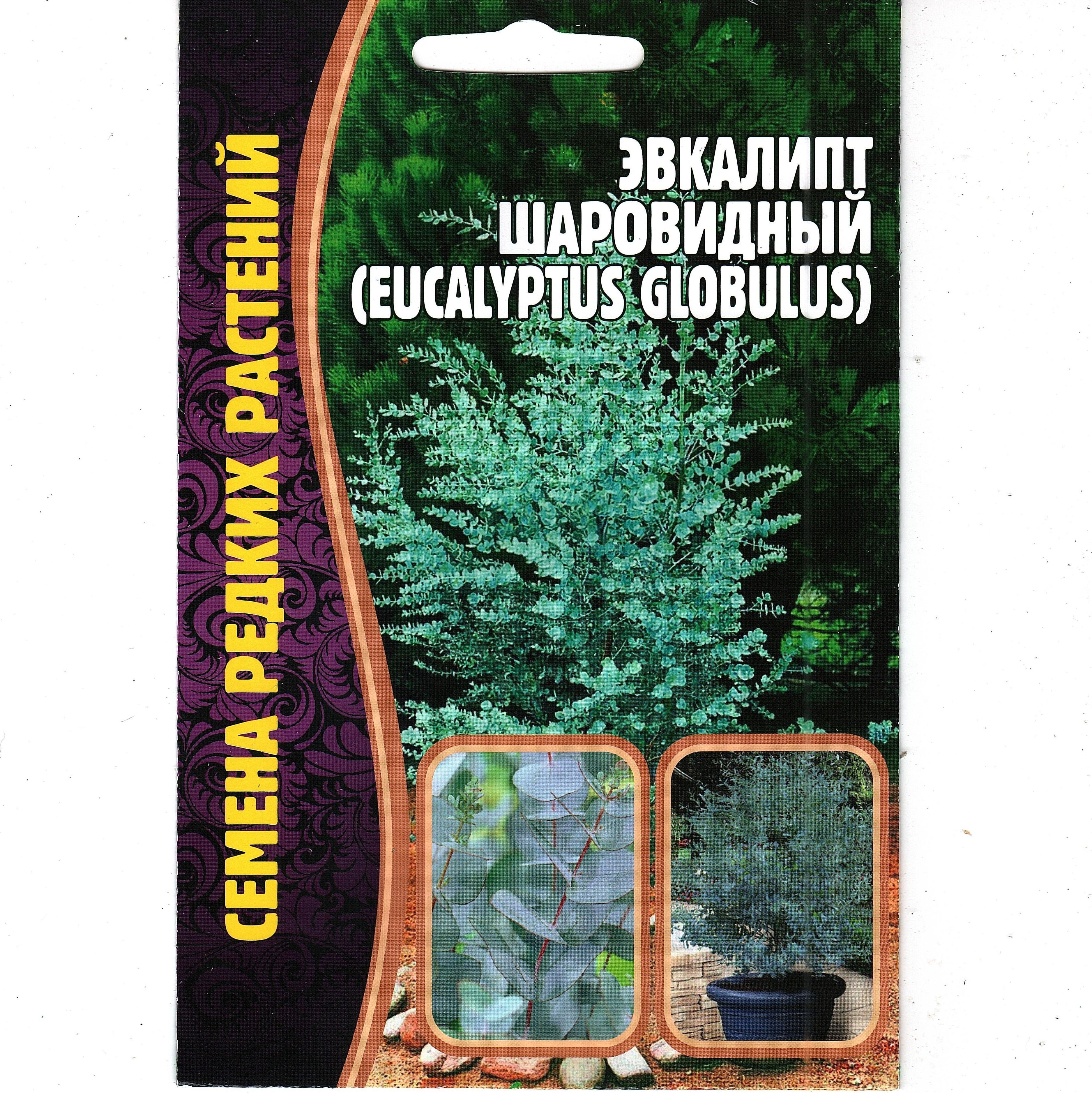 ЭвкалиптШаровидный/eucalyptusGlobulus,очищаетвоздух(1уп:10семян)