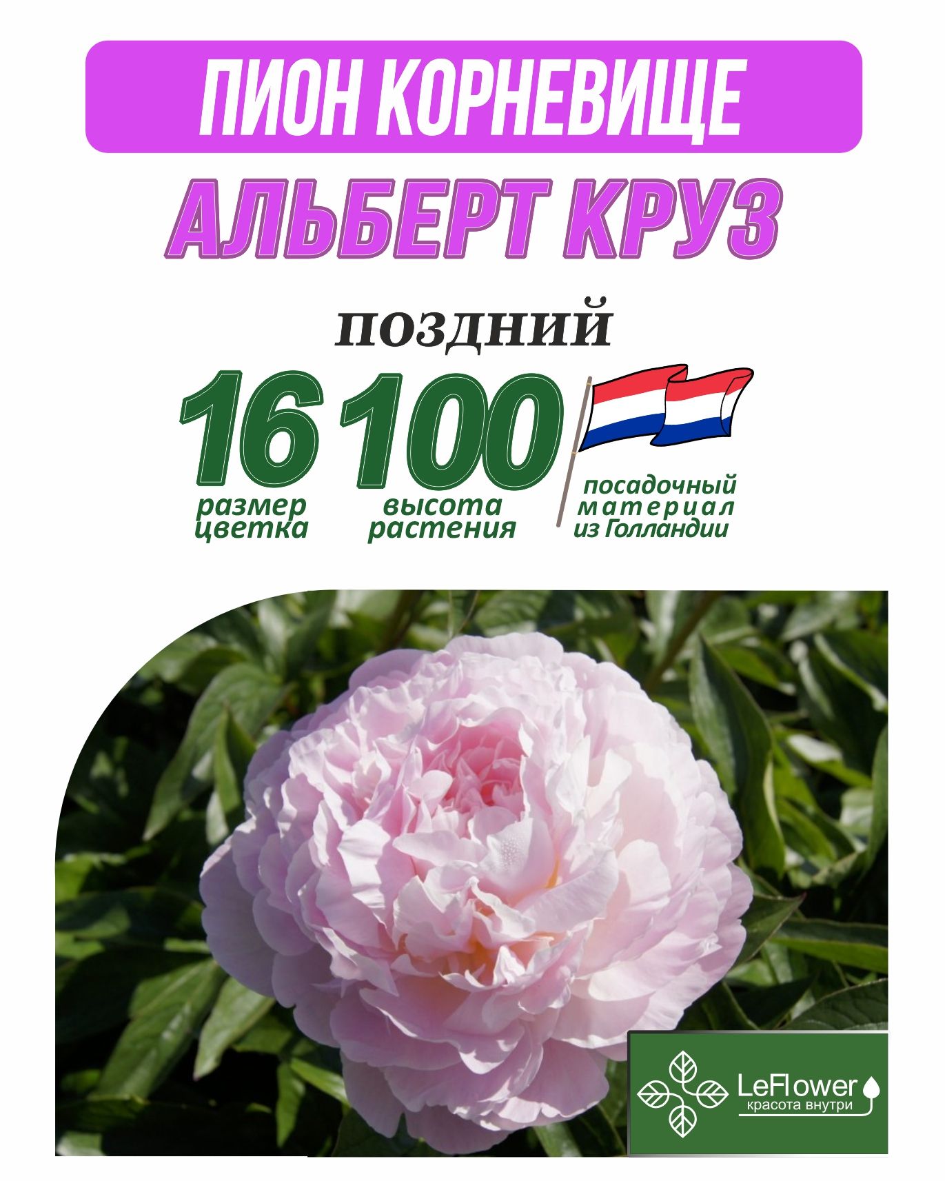 Корневища Пионов Купить В Интернет Магазине