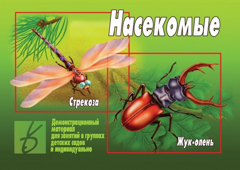 Картинки насекомые весной для детей в детском саду