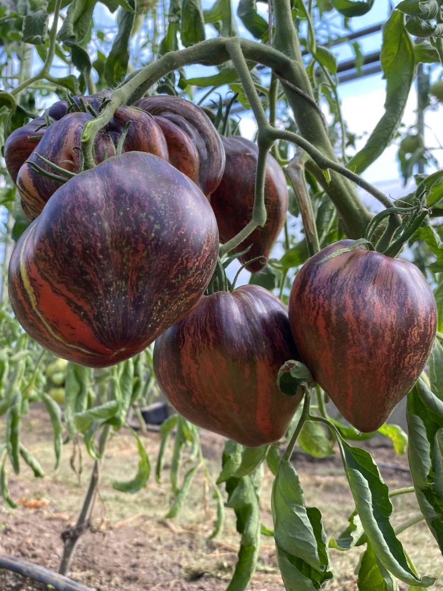 томат rebel starfighter vt16. Rebel starfighter prime томат. томат rebel starfighter vt16. мятежный звездный истребитель томат описание. томат сорт мятежный звездный истребитель.