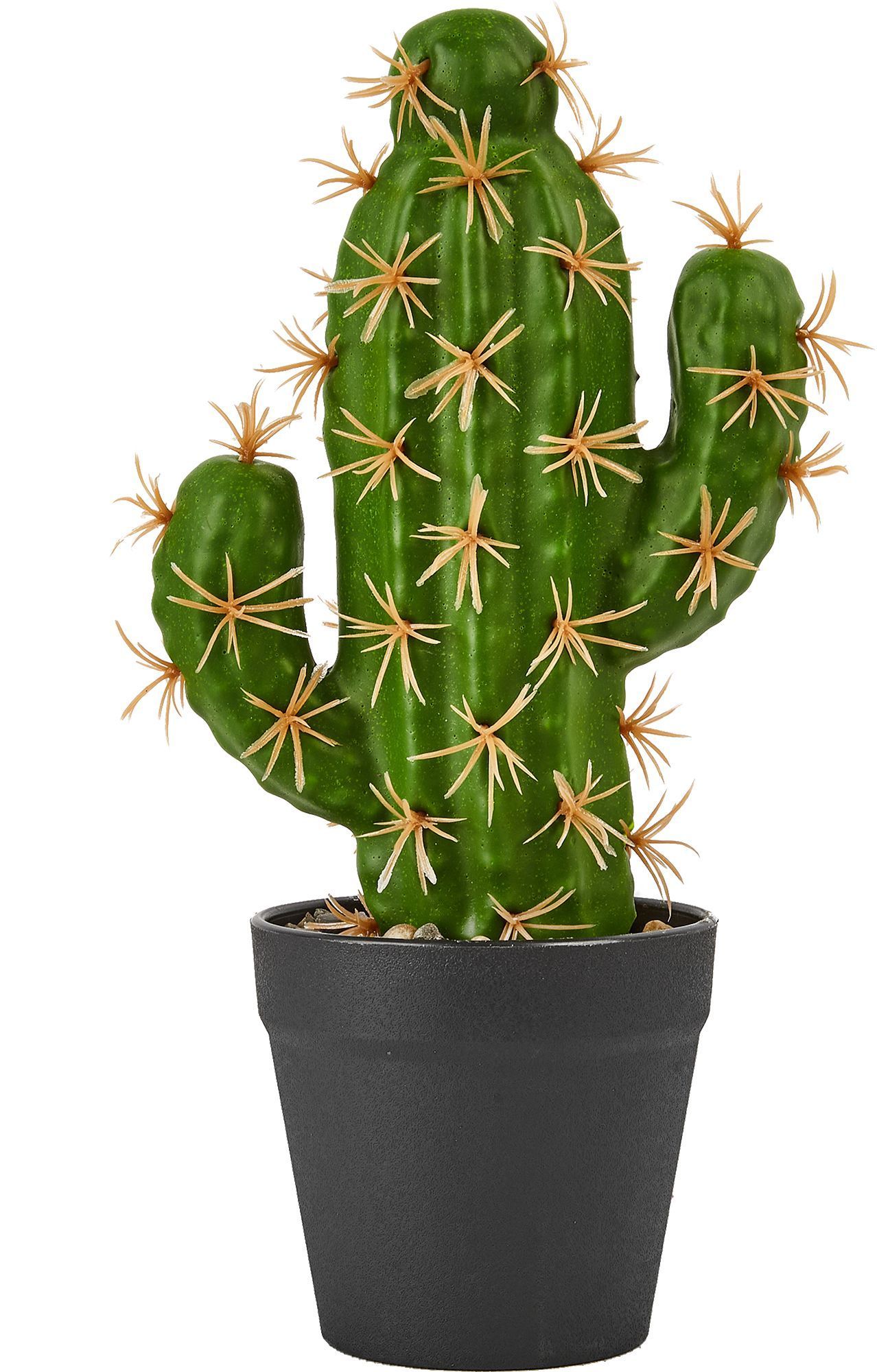 Кактусы Купить Интернет Магазин Недорого