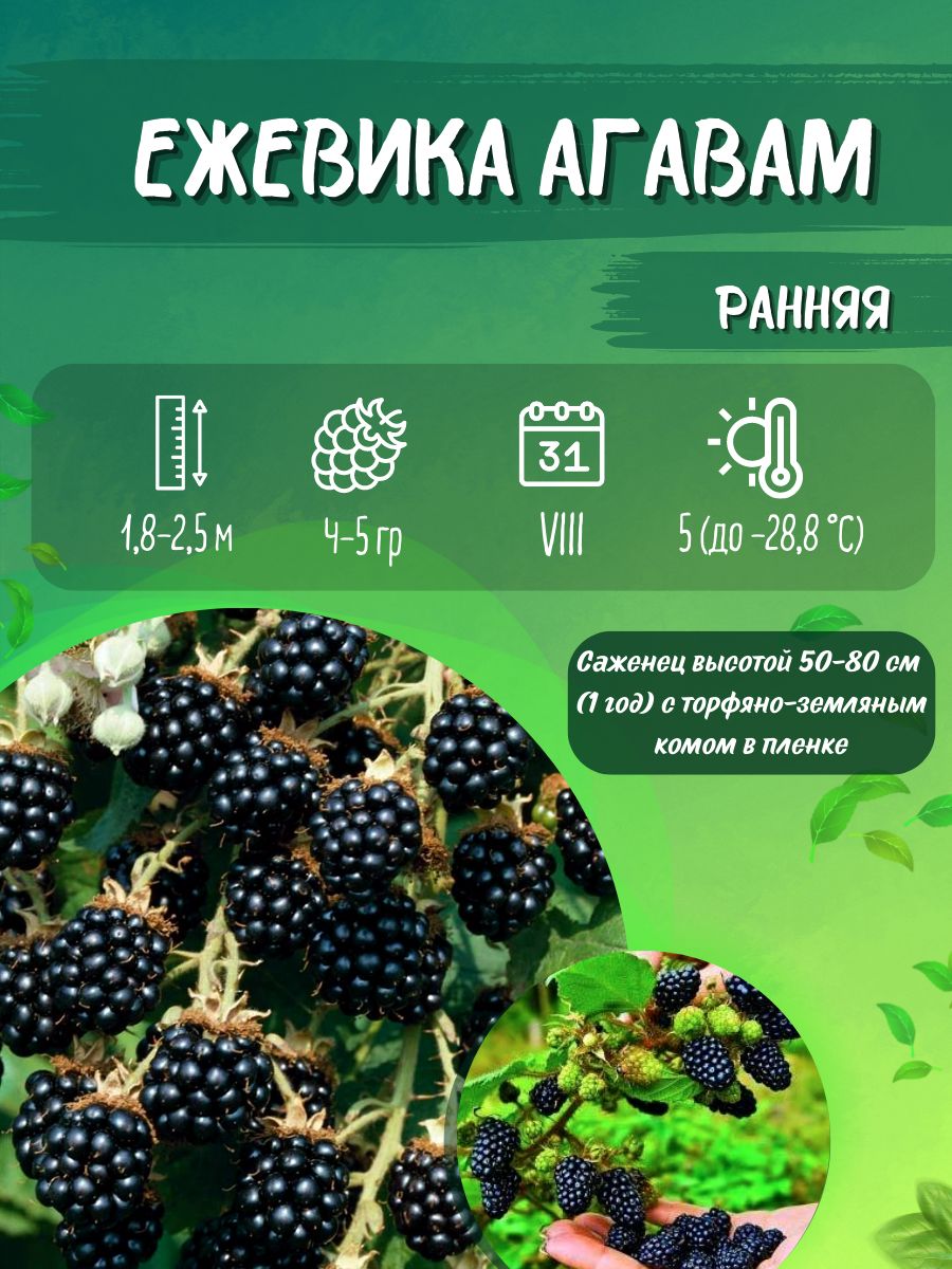 Ежевика Агавам Купить Саженцы