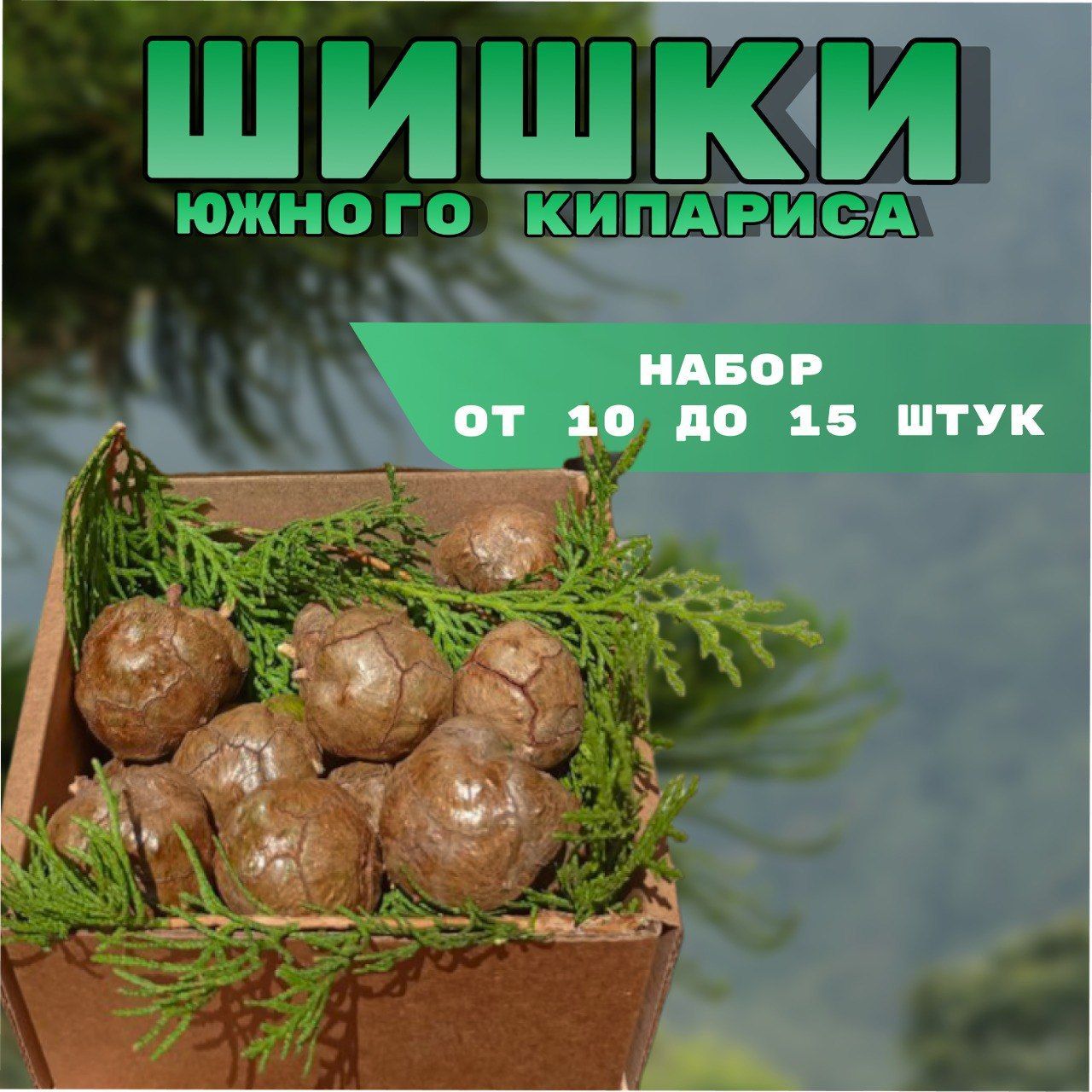 Шишки Кипариса Южного для декора и творчества . Природные материалы . -  купить по выгодной цене в интернет-магазине OZON (1219073041)