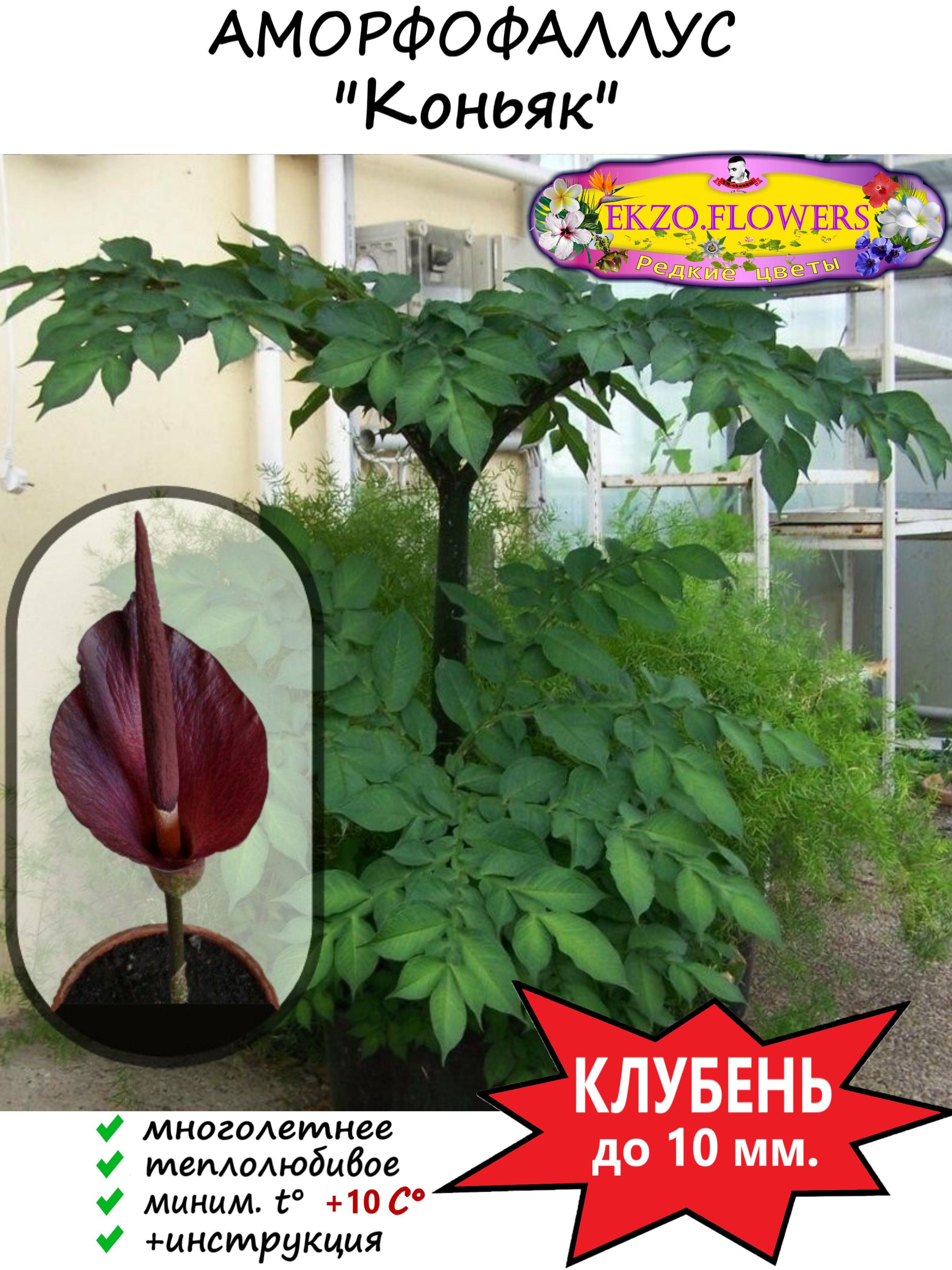 Удивительный Аморфофаллус коньяк (Amorphophallus konjac) - выращивание в домашних условиях