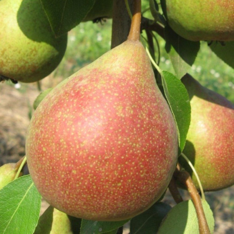 Сорт груши бессемянка. Груши маршал. Груши маршал наполеона. Груши маршал. Эммануэль наполеон.