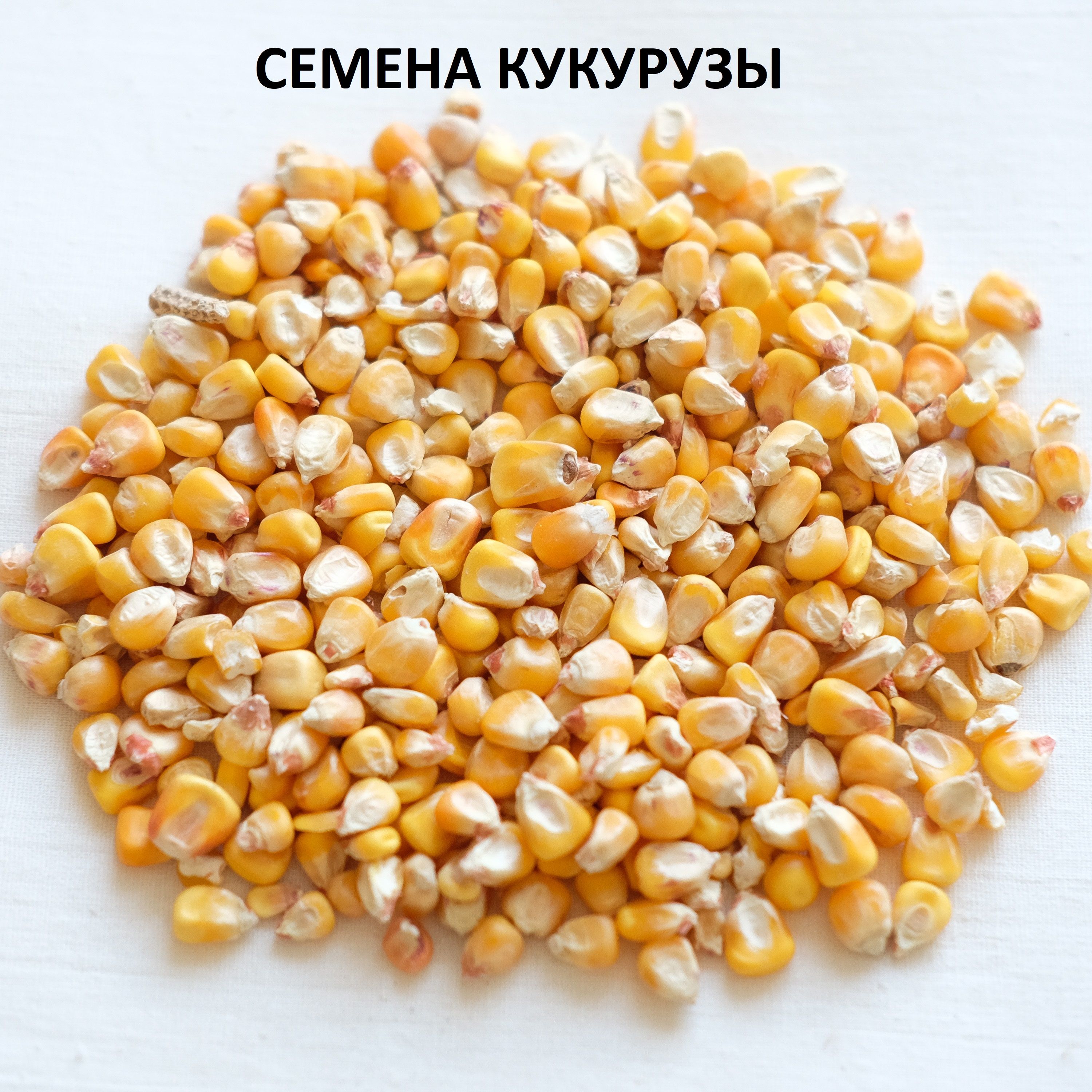 Семена Кормовой Кукурузы Купить