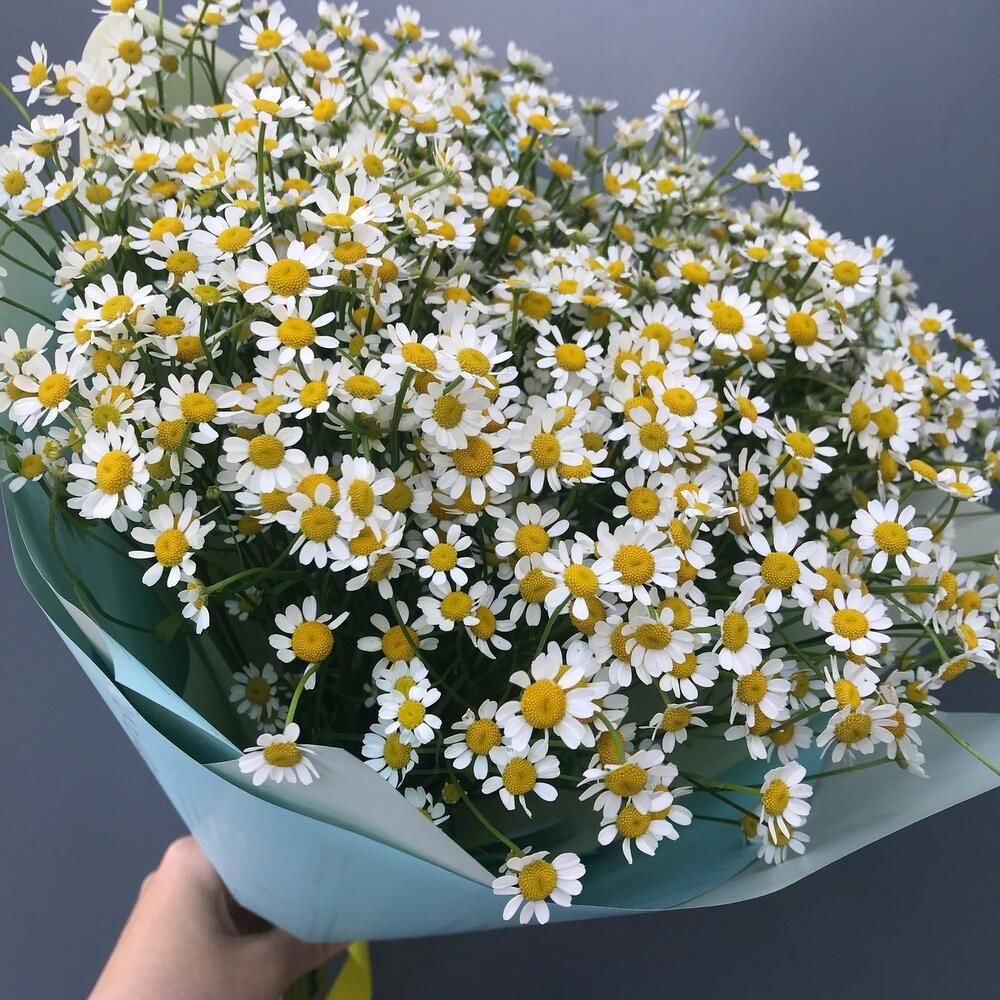 Ромашки Кустовые