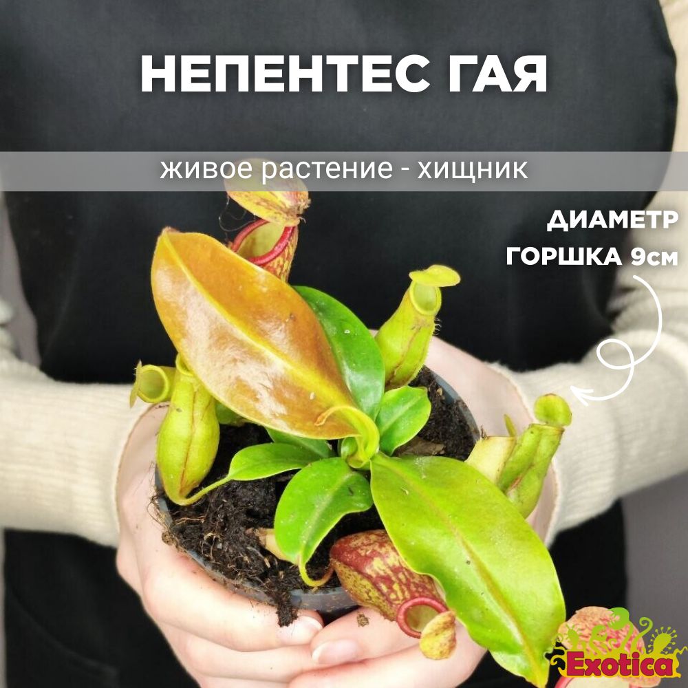 Непентес Exotica Nepenthes Gaya D9cm, 9 дм, 1 шт - купить по выгодной цене  в интернет-магазине OZON (509474851)