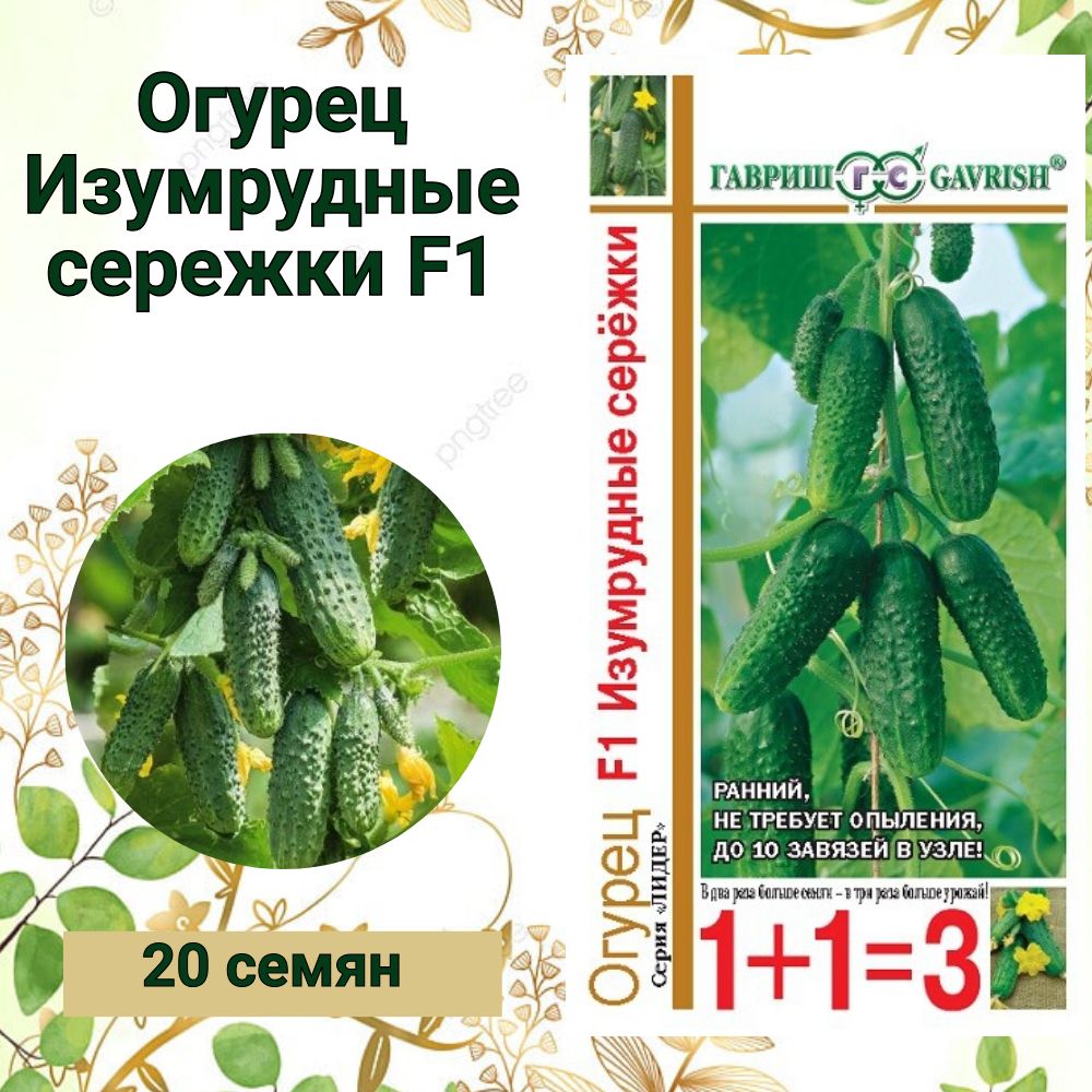 Огурцы Изумрудная Сережка Отзывы Фото
