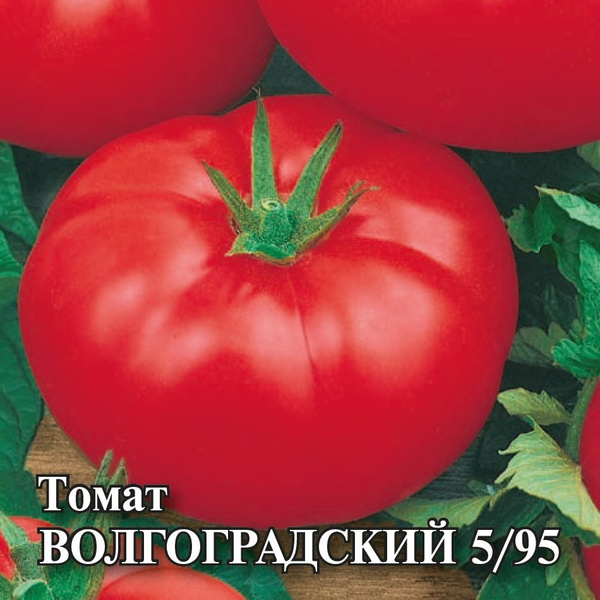 Сорт томата волгоградский фото и описание