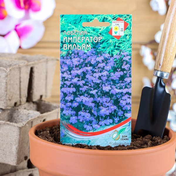 china цветов Лобелия Император Вильям, 1000 шт 5 упаков. - купить по ...