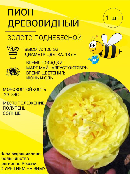 Пион Золото Поднебесной древовидный, саженец, корень для посадки ...