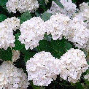 Характеристики Гортензия крупнолистовая Мадам Эмиль Мулье подробное ...