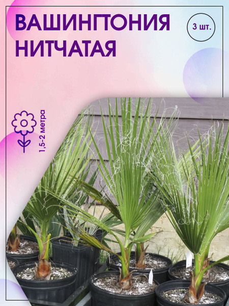 Вашингтония комнатная пальма ПОИСК Агрохолдинг Шеффлера древовидная ...