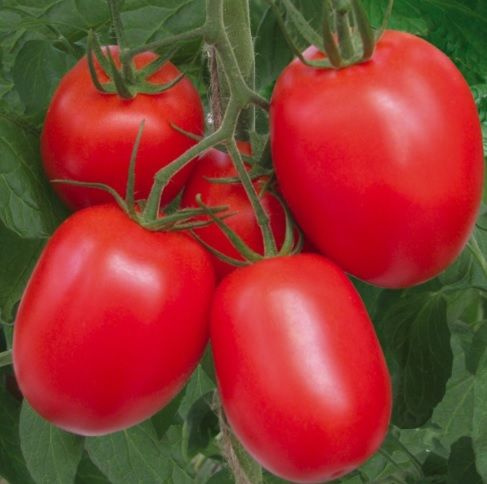 Томаты Deodar SEEDS COMPANY Томат2 - купить по выгодным ценам в ...