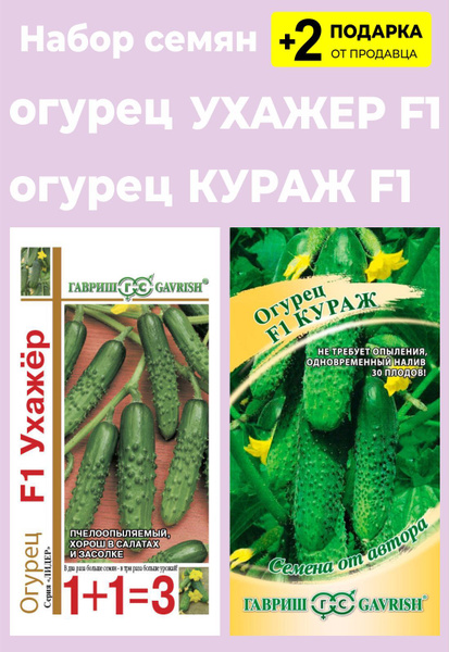 Огурец ухажер f1 отзывы фото