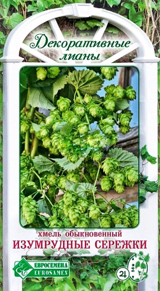 Хмель Евросемена Хмель обыкновенный ИЗУМРУДНЫЕ СЕРЕЖКИ - купить по ...