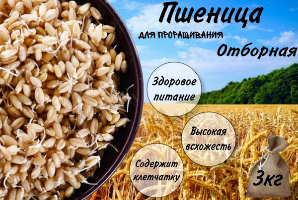 Пшеница для проращивания - купить с доставкой по выгодным ценам в ...