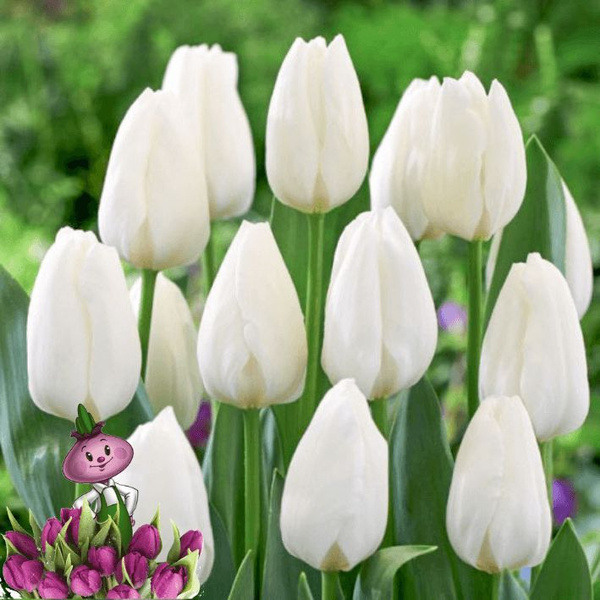 Луковицы Тюльпан Chipollino flowers купить по выгодной цене в интернет ...