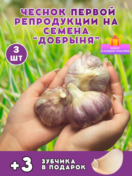 Луковицы Чеснок Добрыня купить по выгодной цене в интернет-магазине ...