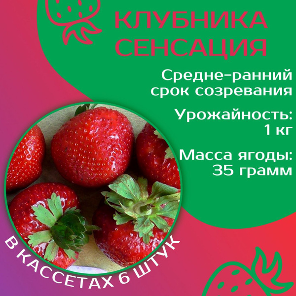 Набор из чайно-гибридных роз 10 роз - купить в питомнике "КСП" с доставкой по Ро