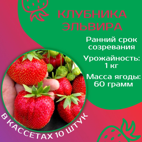 Клубника Шебекенский эльв10 - купить по выгодным ценам в интернет ...