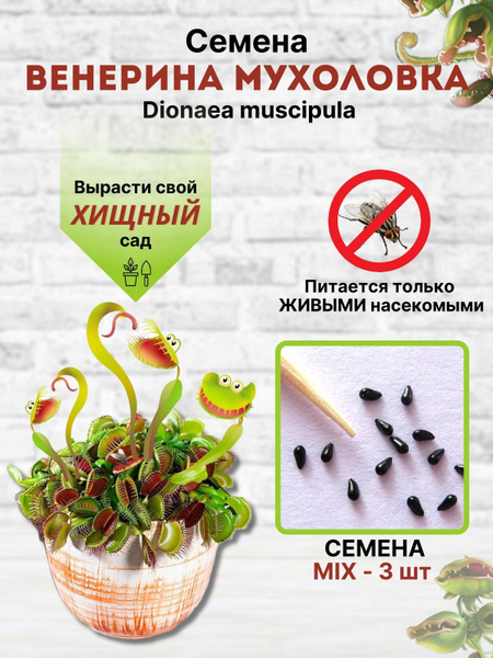 венерина мухоловка_3 - купить по выгодным ценам в интернет-магазине ...