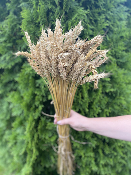 Колоски пшеницы - купить с доставкой по выгодным ценам в интернет ...