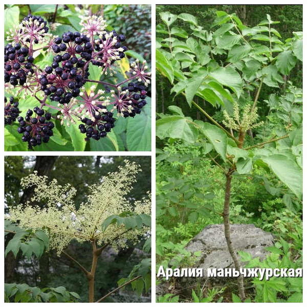 Аралия Лекарственные_черный - купить по выгодным ценам в интернет ...