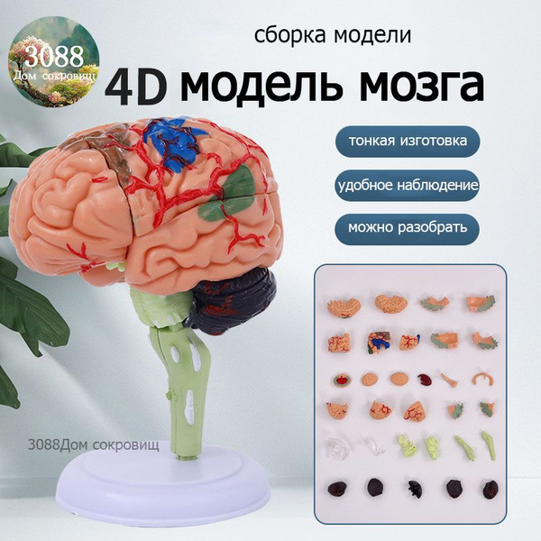модель мозга - купить с доставкой по выгодным ценам в интернет-магазине ...