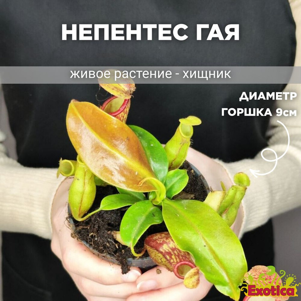Непентес Exotica Nepenthes Gaya D9cm, 9 дм, 00331 шт - купить по ...
