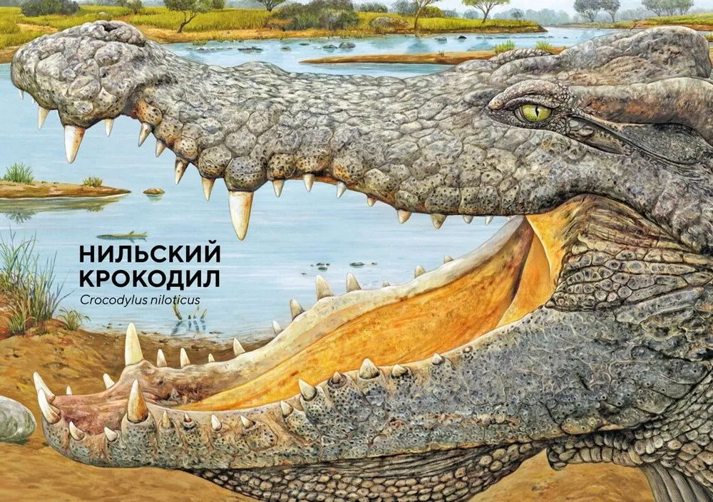 Животные Африки в натуральную величину #3