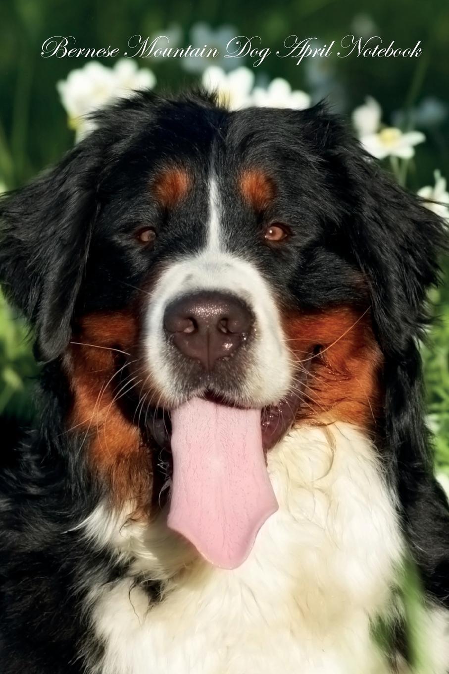 Bernese Mountain Dog April Notebook Bernese Mountain Dog Record, Log, Diary, Special Memories, To Do List, Academic Notepad, Scrapbook & More. of Breeds Beauty Bernese Mountain Dog April Notebook Bernese Mountain Dog Record, Log, Diary, Special Memories, To Do List, Academic Notepad, Scrapbook & More. of Breeds Beauty