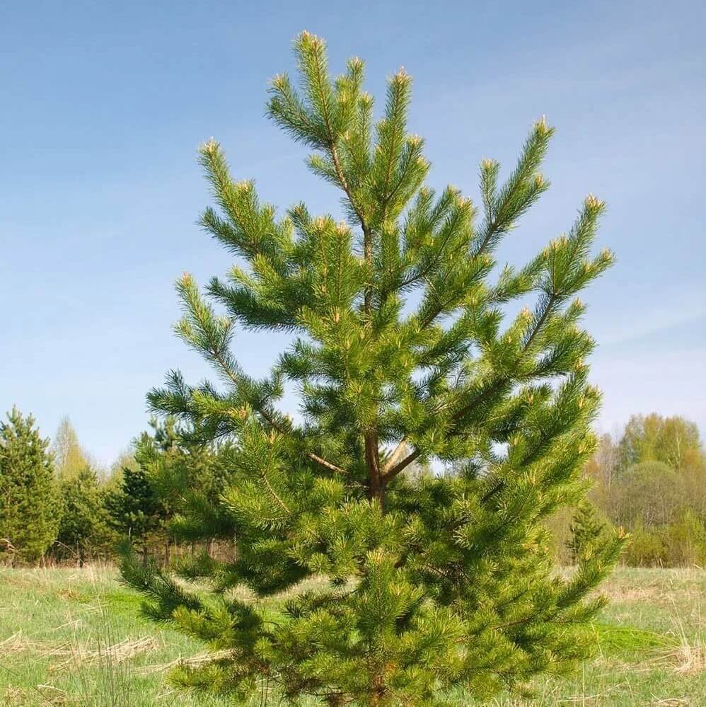 Сосна обыкновенная Pinus Sylvestris l