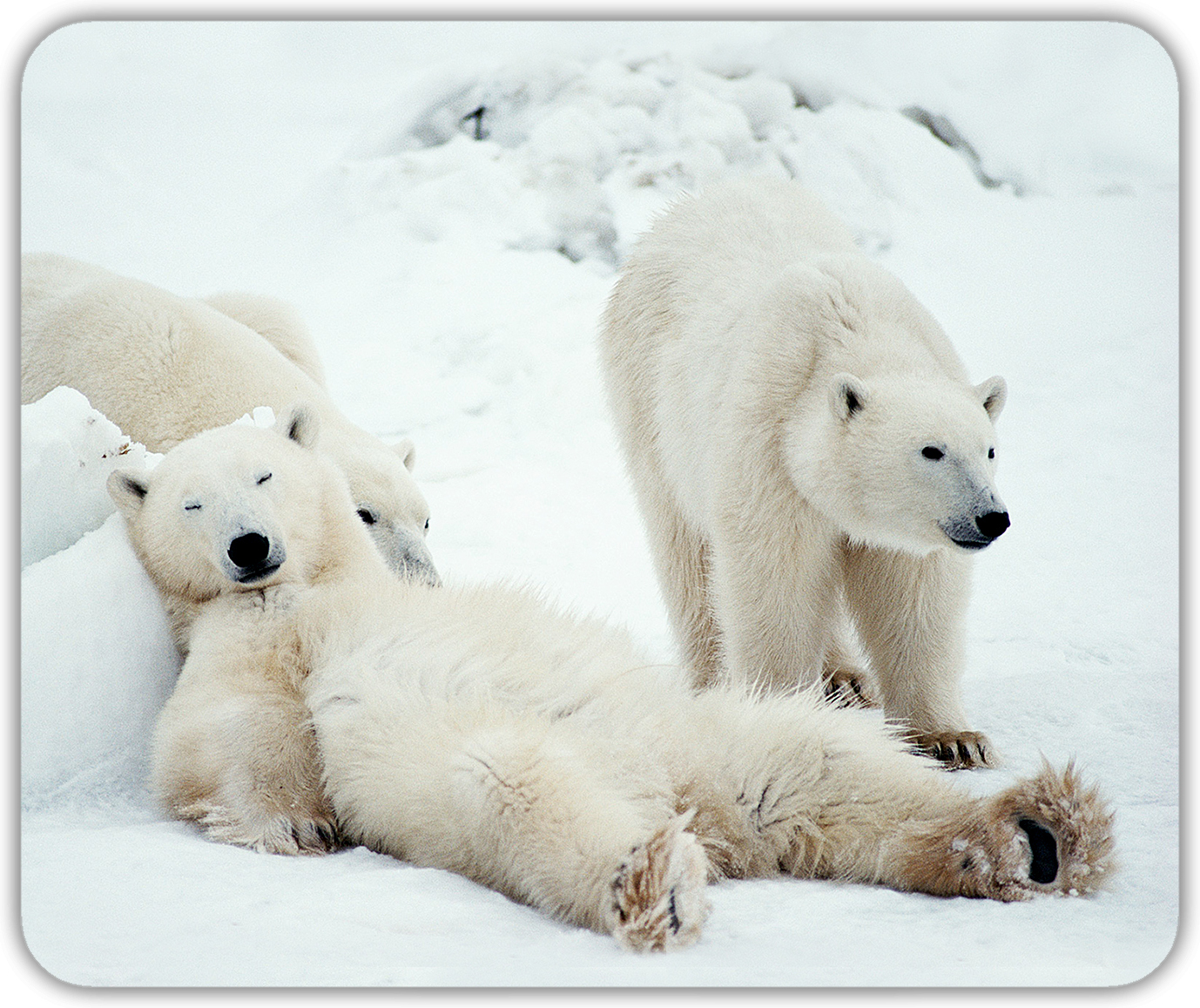 Желтый медведь. Белый медведь National Geographic. Медвежонок в жизни. Funny Polar Bears.