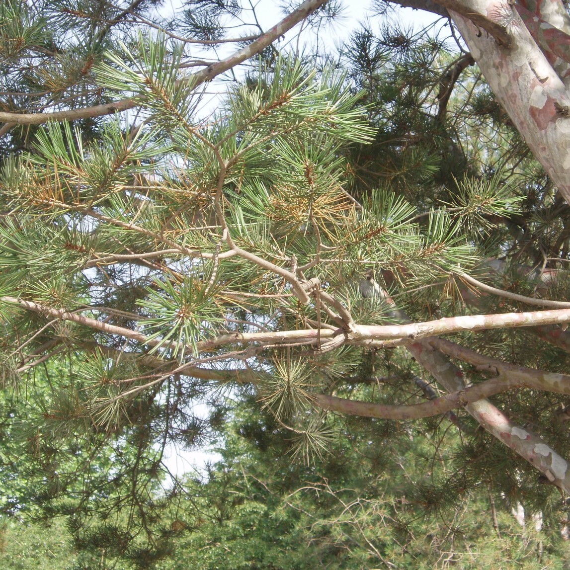 Сосна бунге pinus bungeana. Сосна бунге семена. Сосна бунге семена гавриш. Сосна бунге семена. Гавриш сосна бунге.