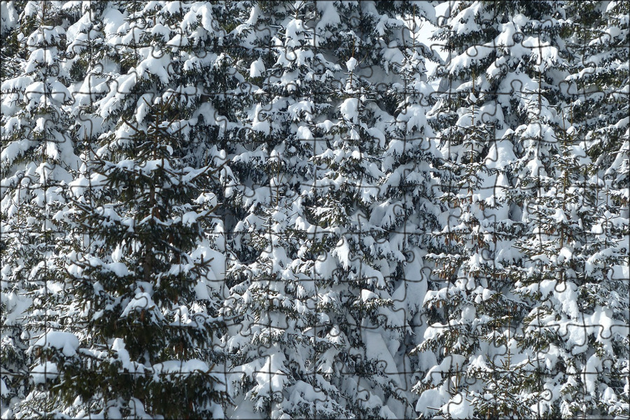 Snow covered fir trees фото 7