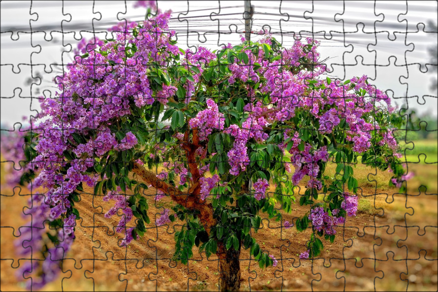 Lo & Behold ® 'Purple Haze' - Butterfly Bush - Buddleia x Proven Winners