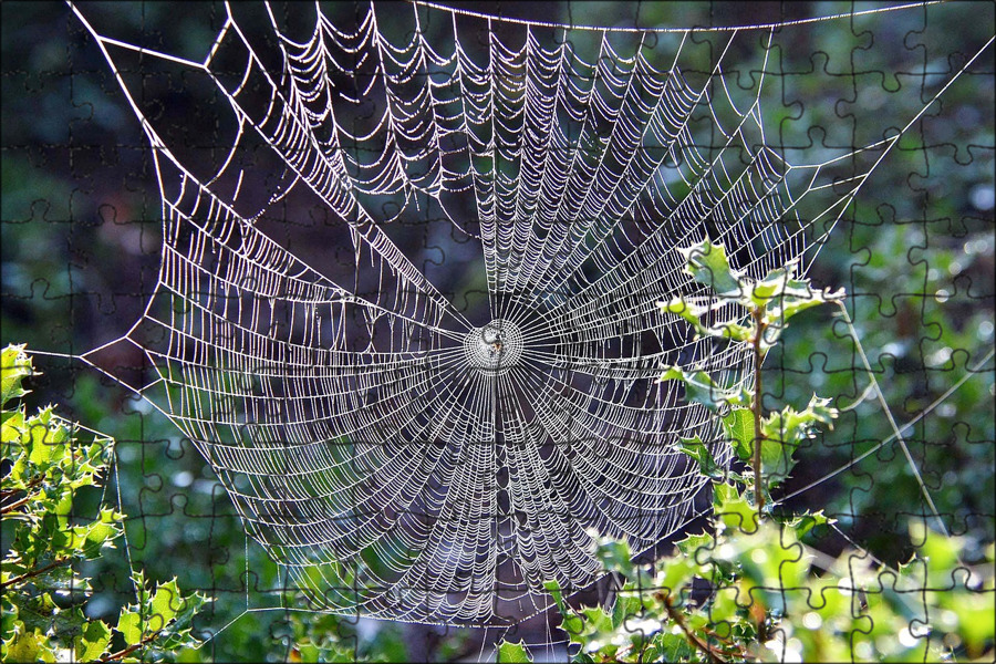 Как плести паутину. Araneus паутина. Паук на паутине. Красивая паутина. Красивая паутинка.