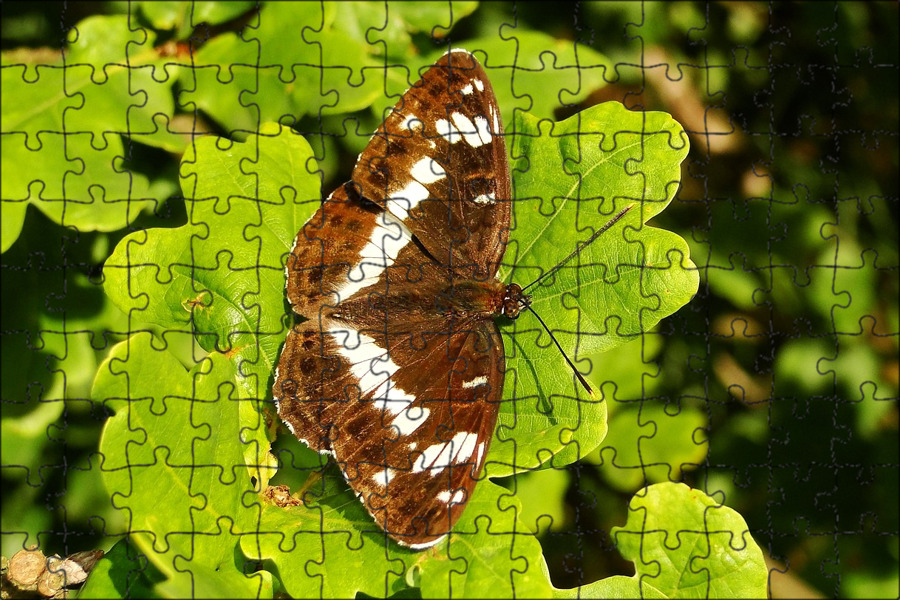 Дневная бабочка сканворд