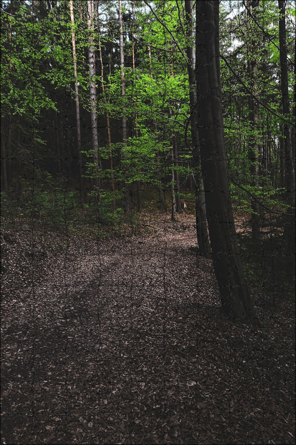 В лесу была тишина. Диктант 1 класс по русскому языку на тему жи ши. В лесу была тишина параллельная связь. В лесу была тишина. Проект 1 класс на тему тишина в лесу.